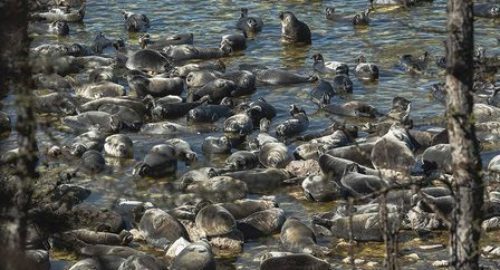 Учёные зафиксировали на Байкале высокую численность нерпы