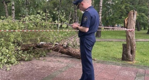 В парке в Новосибирске на ребенка упало дерево