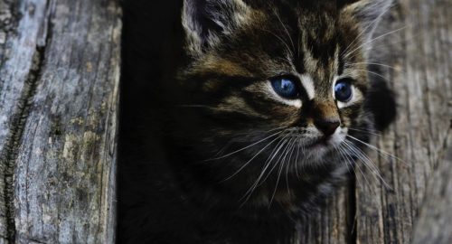В Бурятии девочка спасла котёнка, застрявшего на дне уличного туалета
