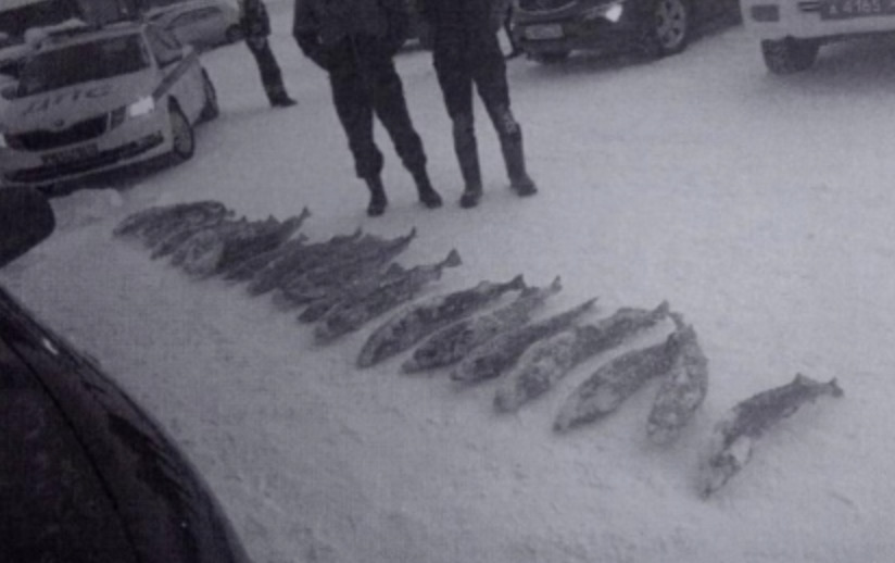 В Сибири два браконьера выловили краснокнижный рыбы почти на 4 млн рублей