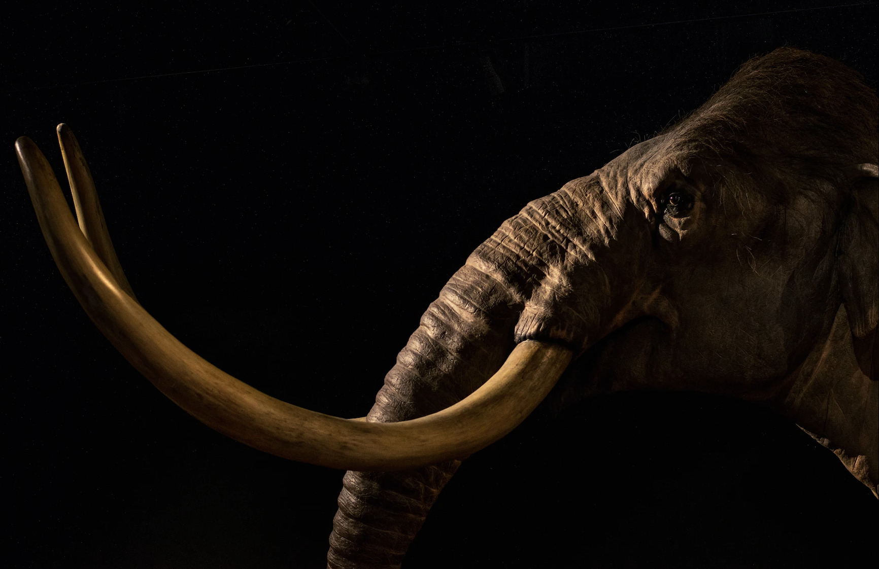 Зубы мамонта весом в 2 кг найдены на севере Красноярского края