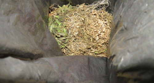 Житель Томской области нарвал марихуаны и попался полиции