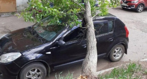 Пенсионер из Тулуна получит компенсацию за падение дерева на его машину