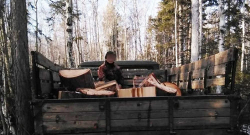 В Иркутской области будут судить черных лесорубов, срубивших деревьев на 300 тысяч рублей