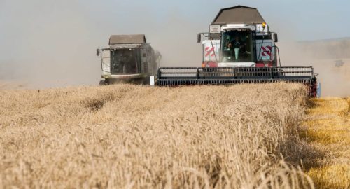 Осенью под Новосибирском планируют запустить завод по переработке сельхозкультур