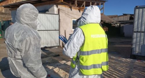 На юге Красноярска продлили карантин из-за африканской чумы свиней