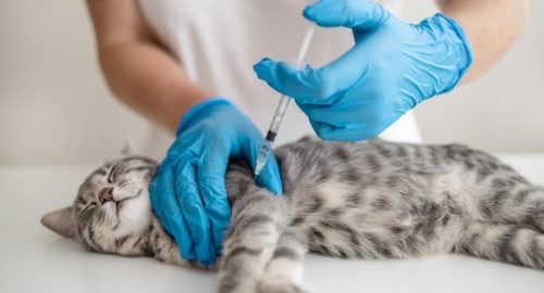 Практикантка ветеринарной клиники в Новосибирске убила кота уколом