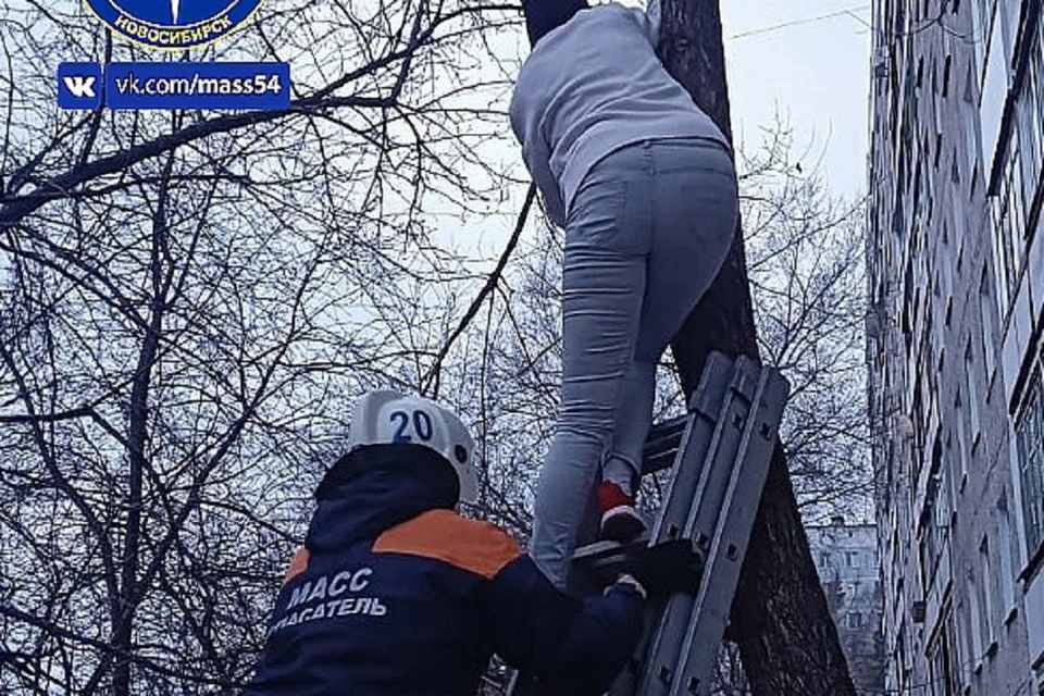 В Новосибирске женщина застряла на дереве, пытаясь спасти кошку