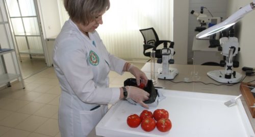В Красноярске заблокировали ввоз зараженного лука из Нидерландов