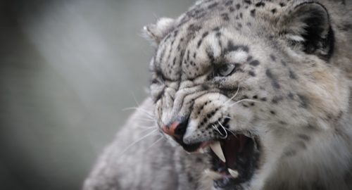 В селах Приморья пожаловались на леопардов, нападающих на собак