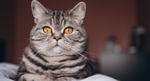Кошки и собаки из Томской области чаще всего путешествуют в Узбекистан