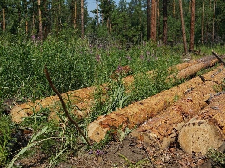В Приангарье снизилась незаконная деятельность лесозаготовителей