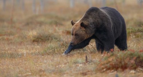 В окрестностях Иркутска замечен медведь