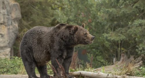 В Новосибирске медведь задрал на летней стоянке двух лошадей и жеребенка