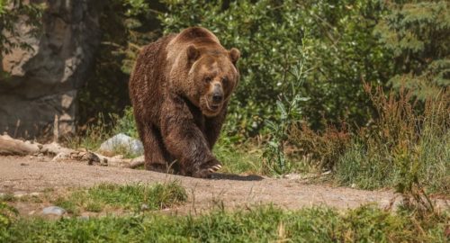 В Таштаголе застрелили медведицу с медвежонком
