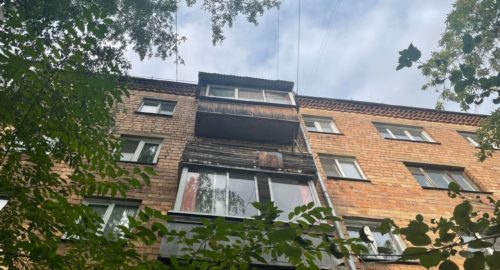 Жителей Тобольска напугали летучие мыши