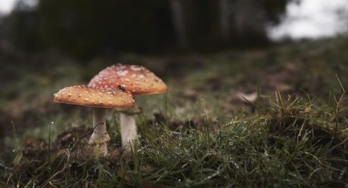 В Красноярске 28-летний мужчина оказался в больнице после «лечения» мухоморами