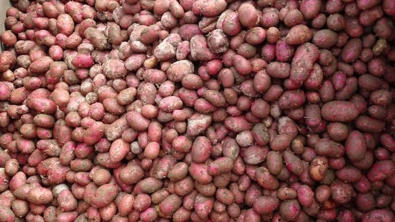 Биолог Яновский рассказал новосибирцам о лучшей дате посадки картофеля
