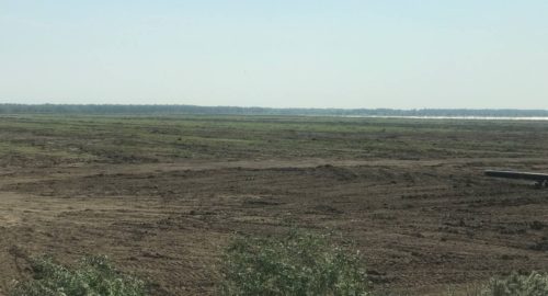 Тюменская область попала в зону риска нашествия луговых мотыльков