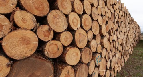 Россельхознадзор: 83% кузбасской древесины отправили в Китай