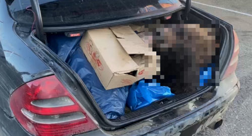 На Алтае в багажнике автомобиля иностранца нашли разделанную тушу медведя