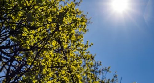 В Тюменской области из-за Солнца могут возникнуть перебои в телевещании