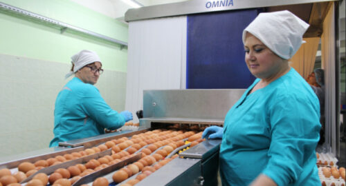 Птицефабрики Новосибирской области превзошли прошлогодние показатели