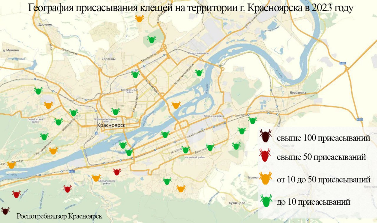 Клещевой энцефалит с начала 2023 года выявили у 284 жителей Красноярского края