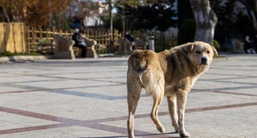 Из-за нападения стаи собак на 16-летнюю школьницу в Иркутске начали проверку