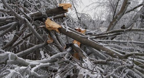В Новосибирске ураганный ветер вызывает массовые падения деревьев