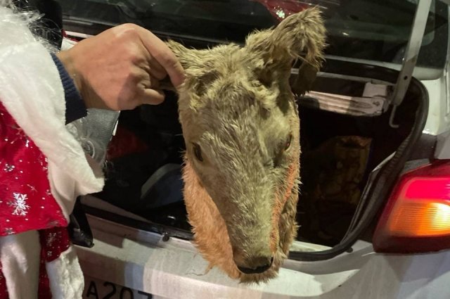 В Омске поймали Деда Мороза, перевозившего голову косули на капоте автомобиля