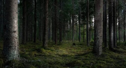В лесах Томской области выявили более 100 нарушений пожарной безопасности