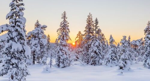 Омские охотники проверяют численность диких животных