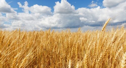 В Кузбассе прогнозируют рост урожая озимых на 10%