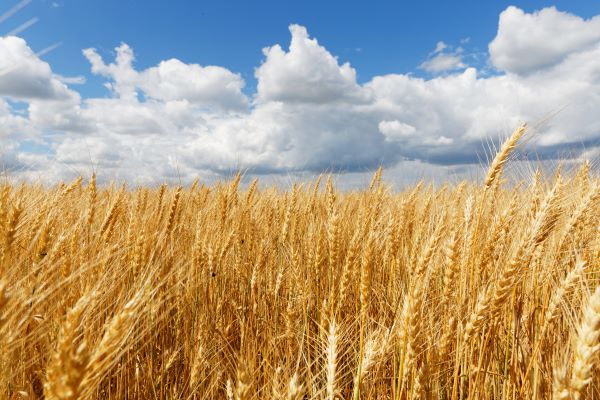 В Кузбассе прогнозируют рост урожая озимых на 10%