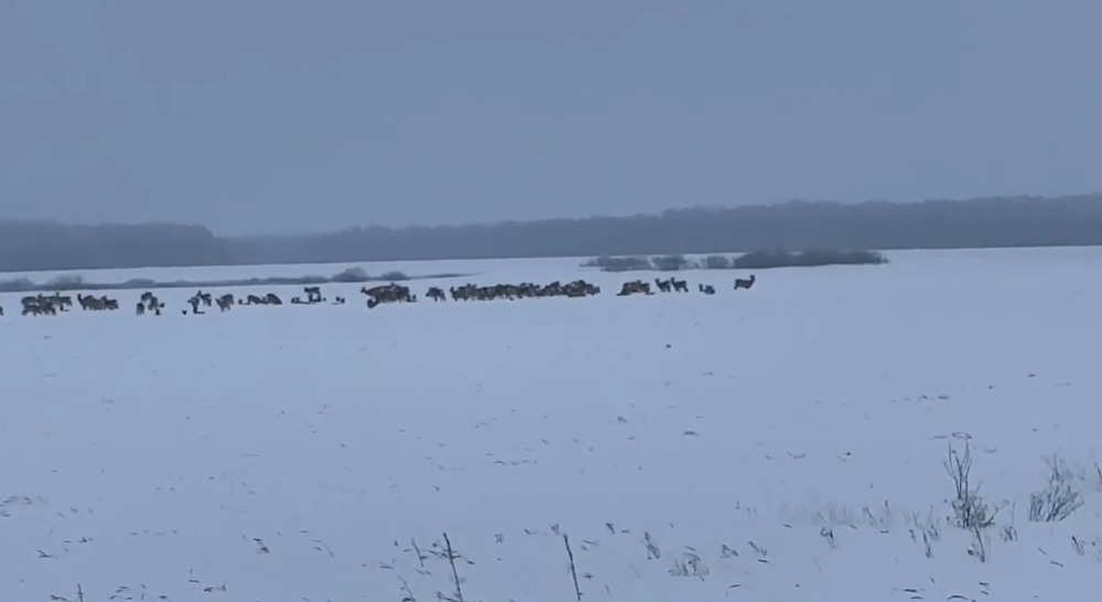 Тюменцы запечатлели на видео большое скопление косуль