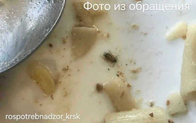 В красноярской школе провели дезинсекцию после появления тараканов в тарелке