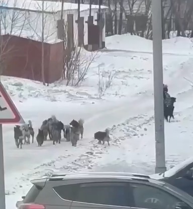 В Киселевске стая собак преследовала девочку у детского сада