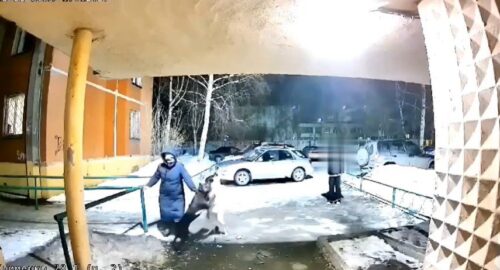 Камеры запечатлели момент нападения собаки на домашнего пса в Новокузнецке
