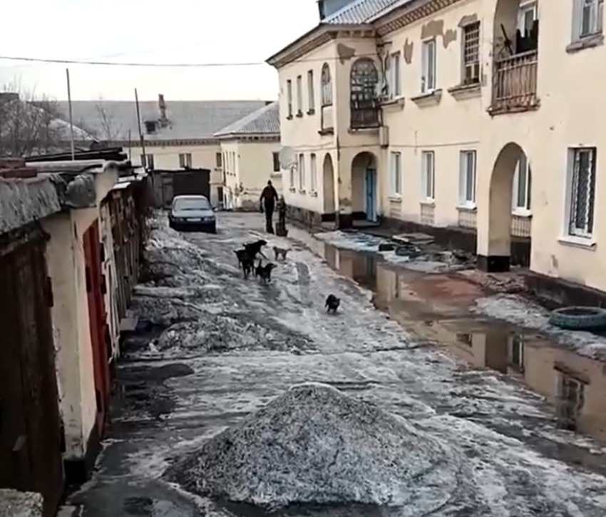 Агрессивные собаки в Киселевске напали на кошку и чуть не разорвали ее