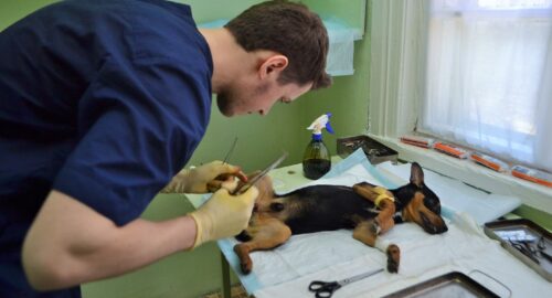 В Новосибирск возобновились поставки комплексных вакцин для животных