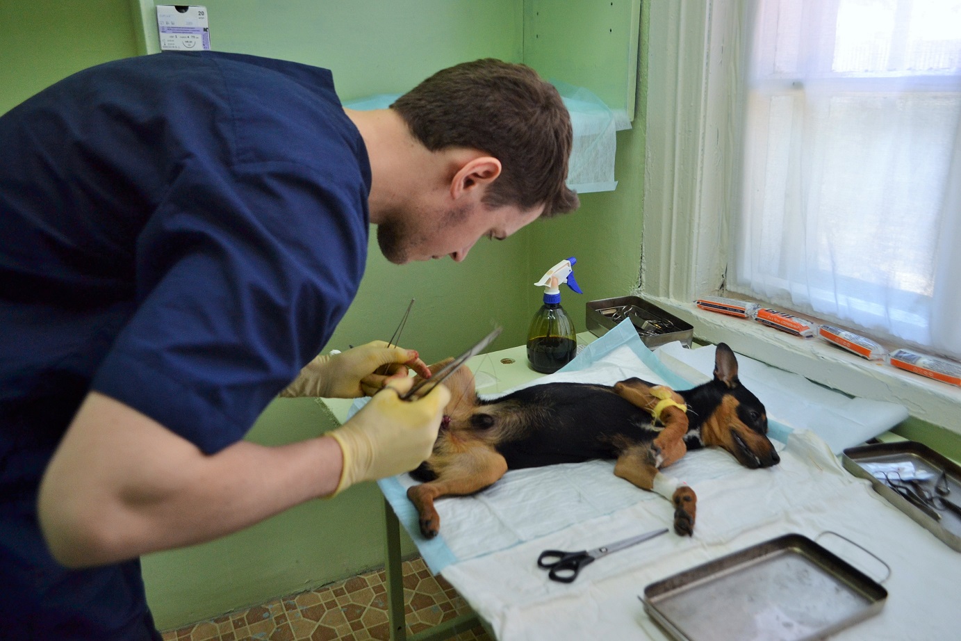 В Новосибирске запустили скорую ветеринарную помощь для питомцев