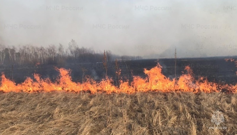 Под Новосибирском в лесопарке Синягина произошел пожар из-за шашлычников