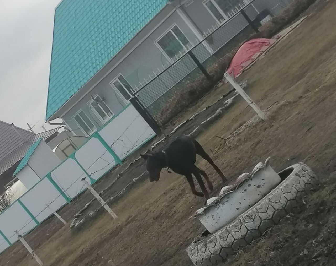 В кузбасском Белове собака накинулась на ребенка