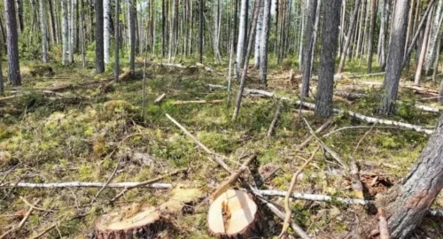 В Томской области возбудили дело о незаконной рубке леса на 1,5 млн рублей