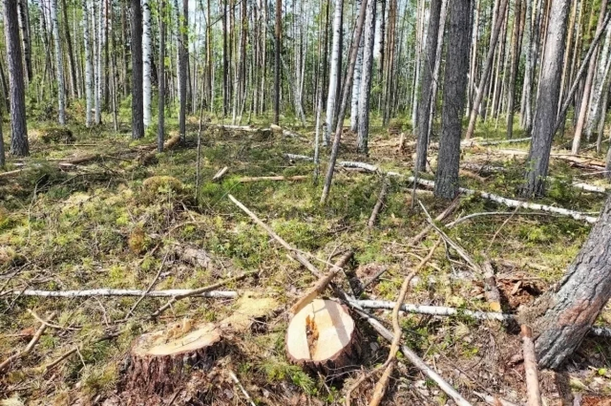 В Томской области возбудили дело о незаконной рубке леса на 1,5 млн рублей