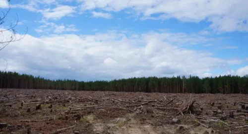 В Томской области компанию оштрафовали на 315 тысяч рублей за сплошную рубку