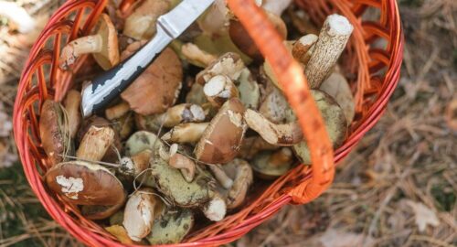 Тюменцы показали самые урожайные грибные места весеннего сезона