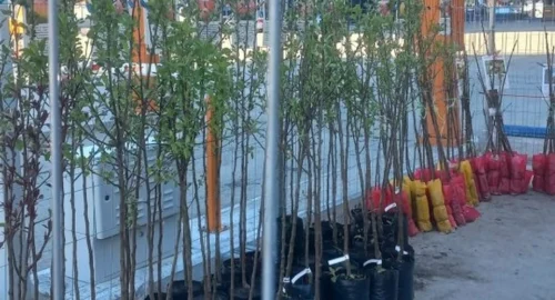 В Тюменскую область не дали ввезти тонну зелени из Узбекистана