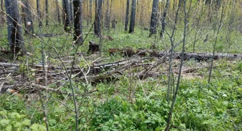 В Томской области выявили незаконную рубку деревьев